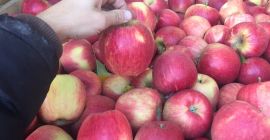 Venta de manzanas de diferentes variedades