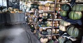 Calabazas moscatel a la venta