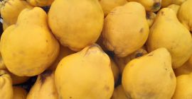 Membrillo orgánico con piel de color amarillo limón, cubierto