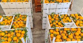 Naranjas Navelina a la venta. Fruta directamente de la