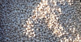 Vendemos frijoles de este año 2021, se eligen delantales