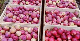 Hola. Tengo una cantidad de 30 toneladas de manzanas