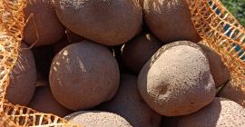 Venderé patatas vineta, amarillas, muy sabrosas, plantadas en estiércol,