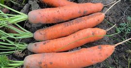 Venderé zanahorias, bonitas y Venderé zanahorias, bonitas y saludables. PLN 0,80 kg. Grandes