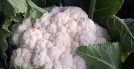 Coliflor, fresca, blanca, compacta. 2-2,5 kg / pieza