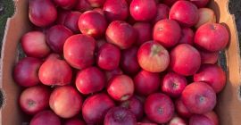 Vendo diferentes variedades de manzanas de mi propio huerto,