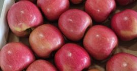 Hola, estamos aceptando pedidos para la cosecha de manzanas