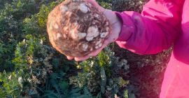 Vendo apio del capitán sin lavar. Variedad Printz calidad