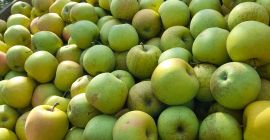 Vendemos manzanas doradas frescas Vendemos manzanas doradas frescas y jugosas.