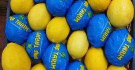 Tenemos muchos tipos de cítricos. Para obtener información detallada,