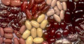 Venta de frijoles Vendemos frijoles al por mayor con