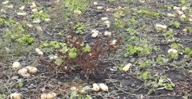 La venta de la producción de pastel de calabaza