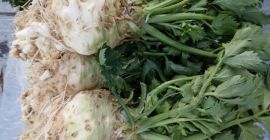 Vendo apio de hoja corta. 500 piezas, 2 lei