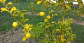 Compre limones directamente del fabricante.