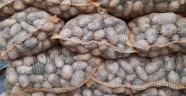 Papa comestible Lilly. Preparado para ordenar. Doy facturas con