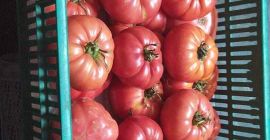 Venderé tomates frambuesa y Grudziadz planos