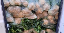 Vendo apio de Bulgaria con hojas y cabeza.