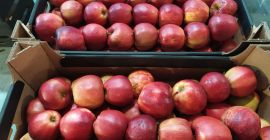 Venderé manzanas de Polonia Venderé manzanas de Polonia en grandes cantidades.