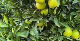 Tengo 100 toneladas de limones de Turquía, precio negociable,