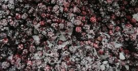 moras congeladas y fresas congeladas, frutas congeladas higos congelados