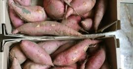 patatas dulces