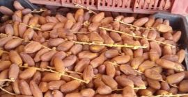 Vende grandes cantidades de dátiles, para cualquier información contáctame