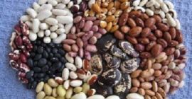 Variedades de frijoles de Ucrania La empresa ucraniana Beans