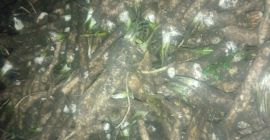 Vendo rábano picante fresco