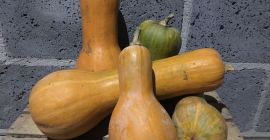 Venderé una calabaza. Cultivado sin fertilizantes químicos ni pesticidas.