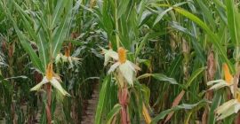 Siliciana - una variedad muy temprana de maíz adecuada