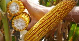 Cegrand- híbrido medio tardío universal para ensilado y cultivo