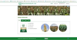 Granos de sorgo blanco 1000 quintas (100 toneladas) disponibles