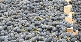Las uvas se guardan en el frigorífico, no tengo