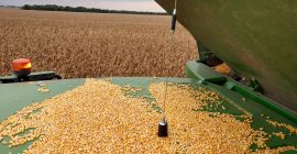 Maíz en grandes cantidades Pioneer humedad 18% -19% de