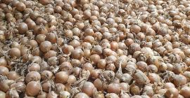 Vendo cebollas, importadas de Alemania. La cebolla se clasifica
