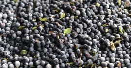 Venderé un arándano congelado de Ucrania, sin limpiar. Solo