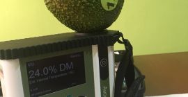 Buenos días, le ofrecemos aguacates Fuerte de Tanzania o