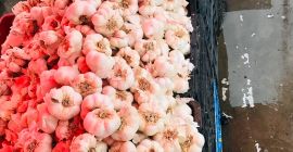 Ajo rumano, super calidad, super