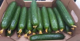 Un productor líder de pepinos en los mercados del