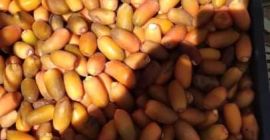 Hola, vendo dátiles directamente de Libia. Varios tamaños de