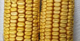 Venderé 10 toneladas de maíz amarillo forrajero de la