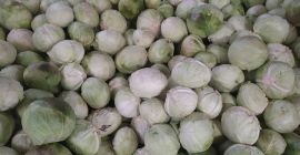 Venderé repollo, variedad industrial Ambrosia 3-6 kg Tel. 575893697