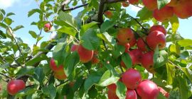 Tenemos a la venta 20 toneladas de manzanas Rubinstar,