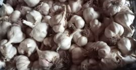 Summer ajo-com Răchiteni, condado de Iași