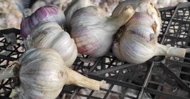 Venderé 500 kg de ajo cortado con un tallo