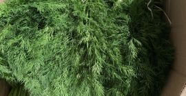 ¡Hola, nuestra empresa está exportando verduras frescas! Eneldo fresco