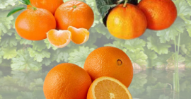 ¡Solo busco compradores serios! le proporcionaremos naranjas. Las variedades