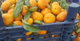 Avem en vanzare portocale, Avem en vanzare portocale, mandarine, lamai, pomelo! Tara de