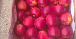 Hola vendo PRINCA y Gala Mast en universidad