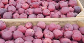 Venta de manzanas de la República de Moldavia: Florina